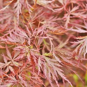 Acer palmatum 'Red Dragon',Japanese Maple 'Red Dragon', Laceleaf Japanese Maple 'Red Dragon', Cutleaf Japanese Maple 'Red Dragon', Threadleaf Japanese Maple 'Red Dragon', Acer palmatum var. dissectum Red Dragon, Red Japanese maple, Red Acer